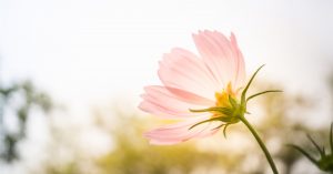 La naturalidad en cirugía mamaria
